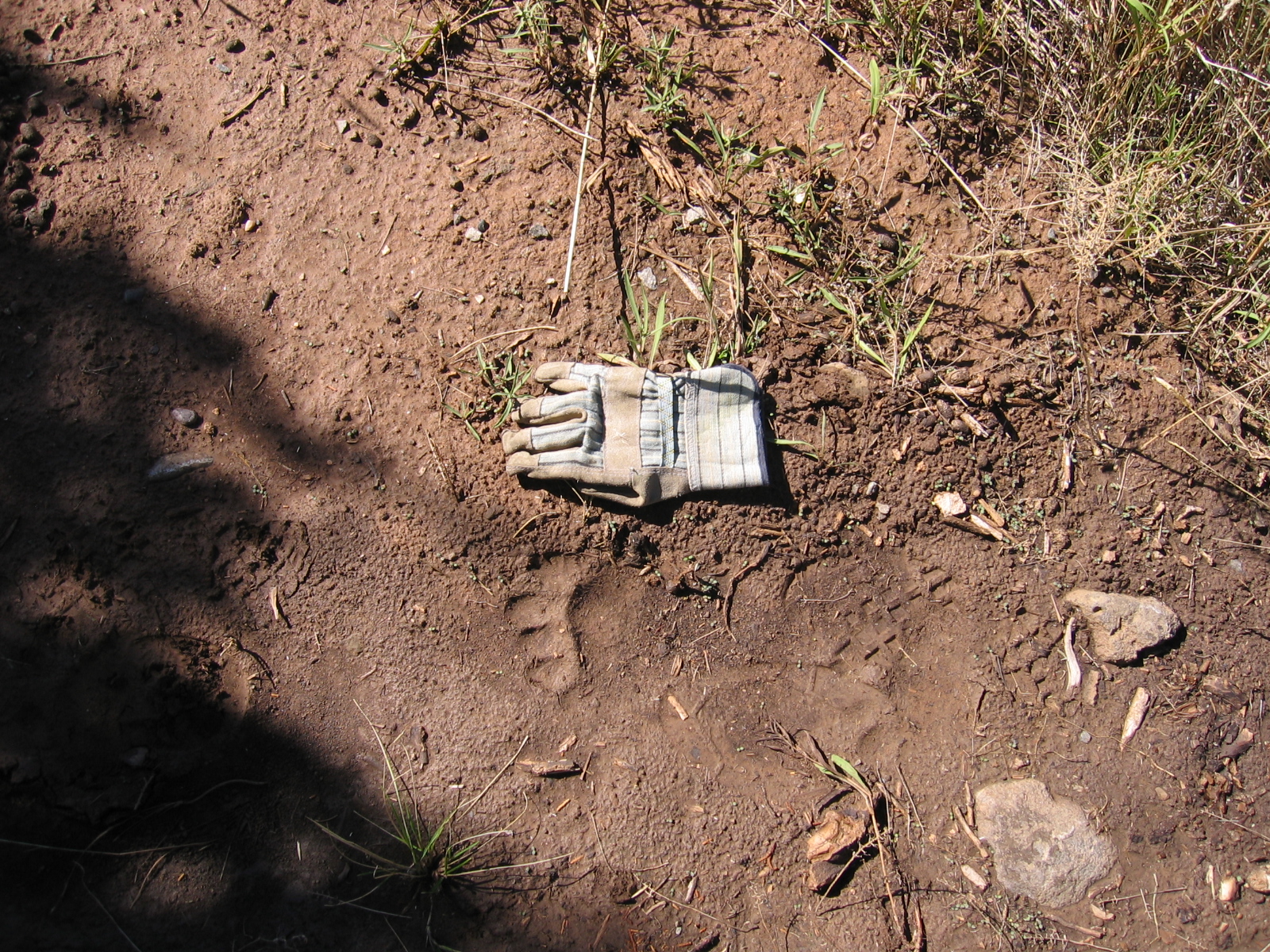 A glove provides perspective on the size of this bear track.