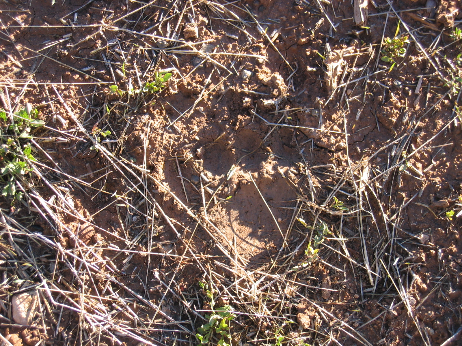 A bear track is shown in the dirt.