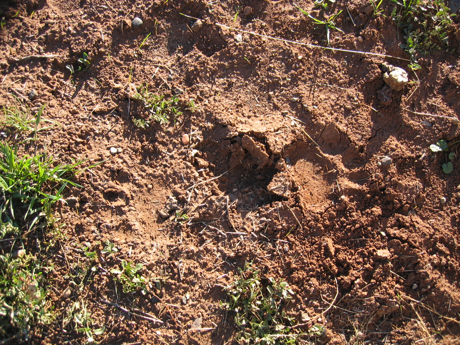 Several bear tracks can be seen in the dirt.