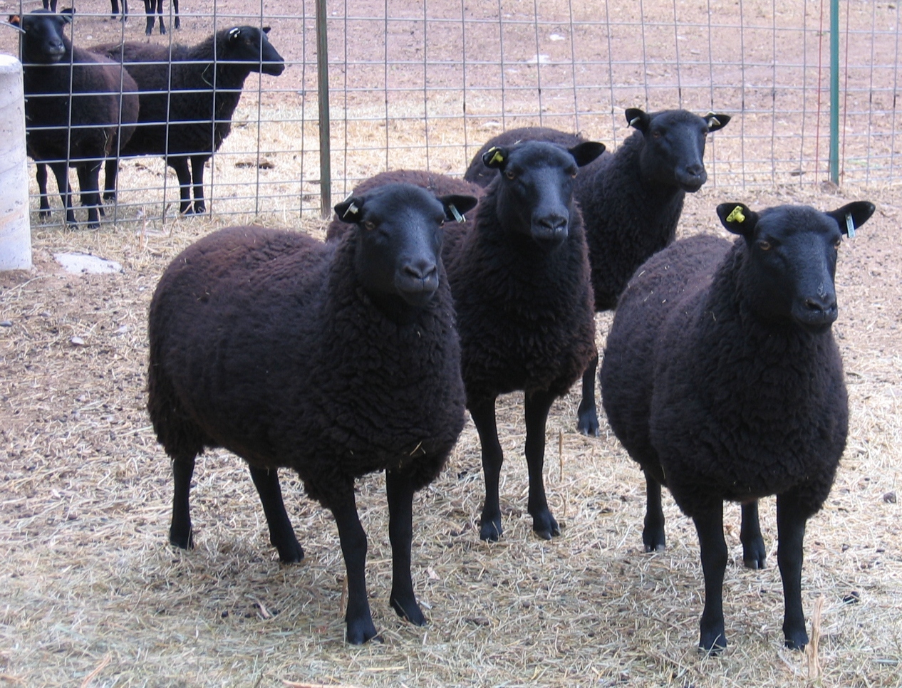 Several nice-looking ewes pose for the camera.