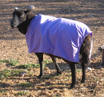 A picture of the sheep coat being modeled by a black sheep. 