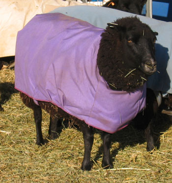 Another picture of a purple sheep coat being worn by a sheep. 