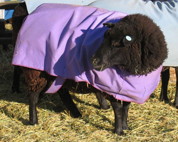 A Black Welsh Mountain ewe poses for the camera in her purple coat. 