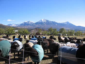 The ewes are wearing coats in all sorts of colors to protect their wool.