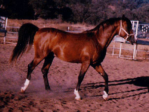 A picture of DW Zadeyr, the Arabian horse.