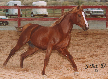 A picture of DW Zaraqin, the Arabian horse.
