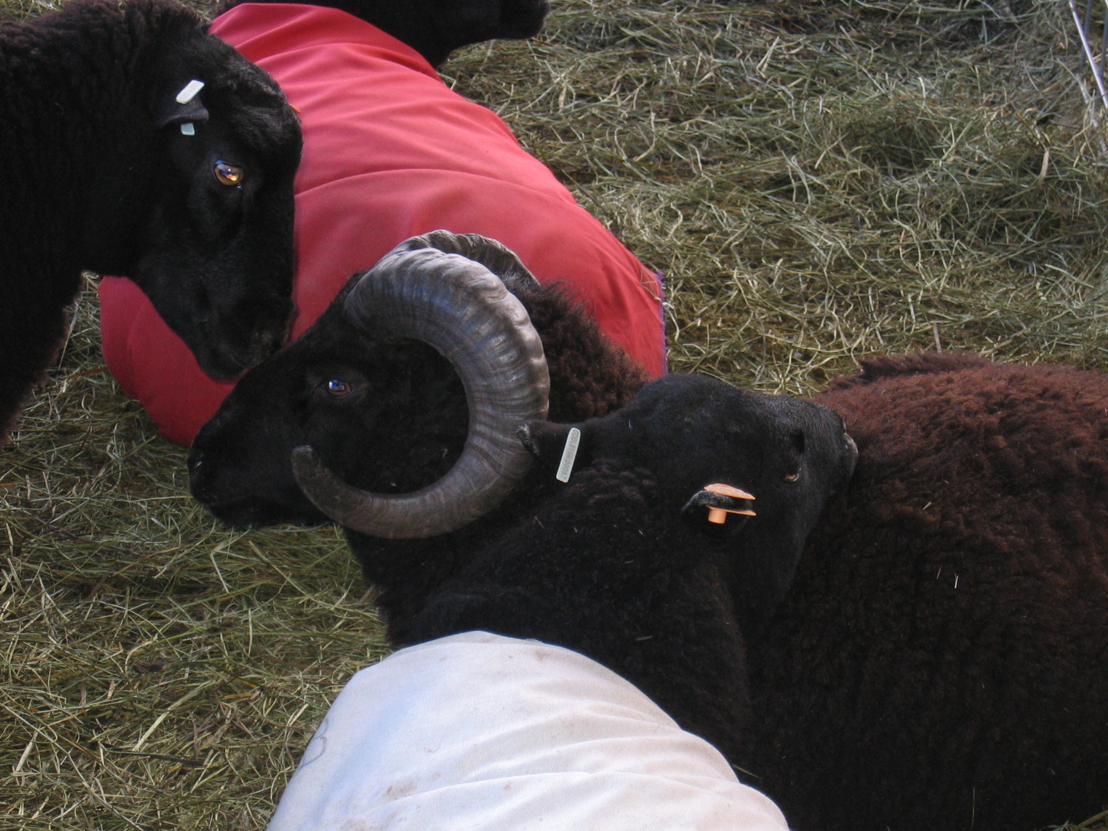 Hervey the ram is resting on the ground while other ewes vie for his attention. 