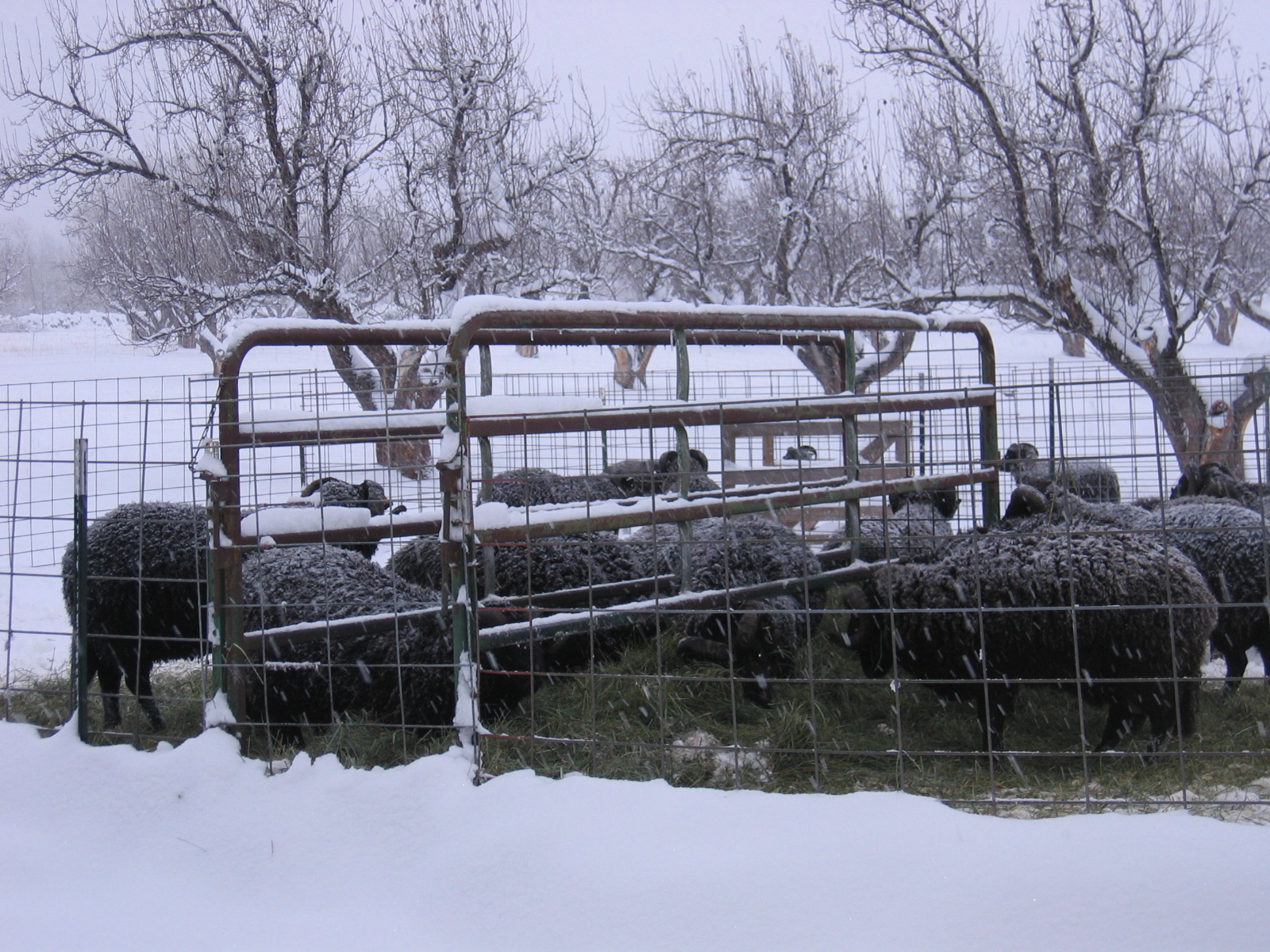 The sheep are clustered together near the hay feeder, enjoying their dinner.