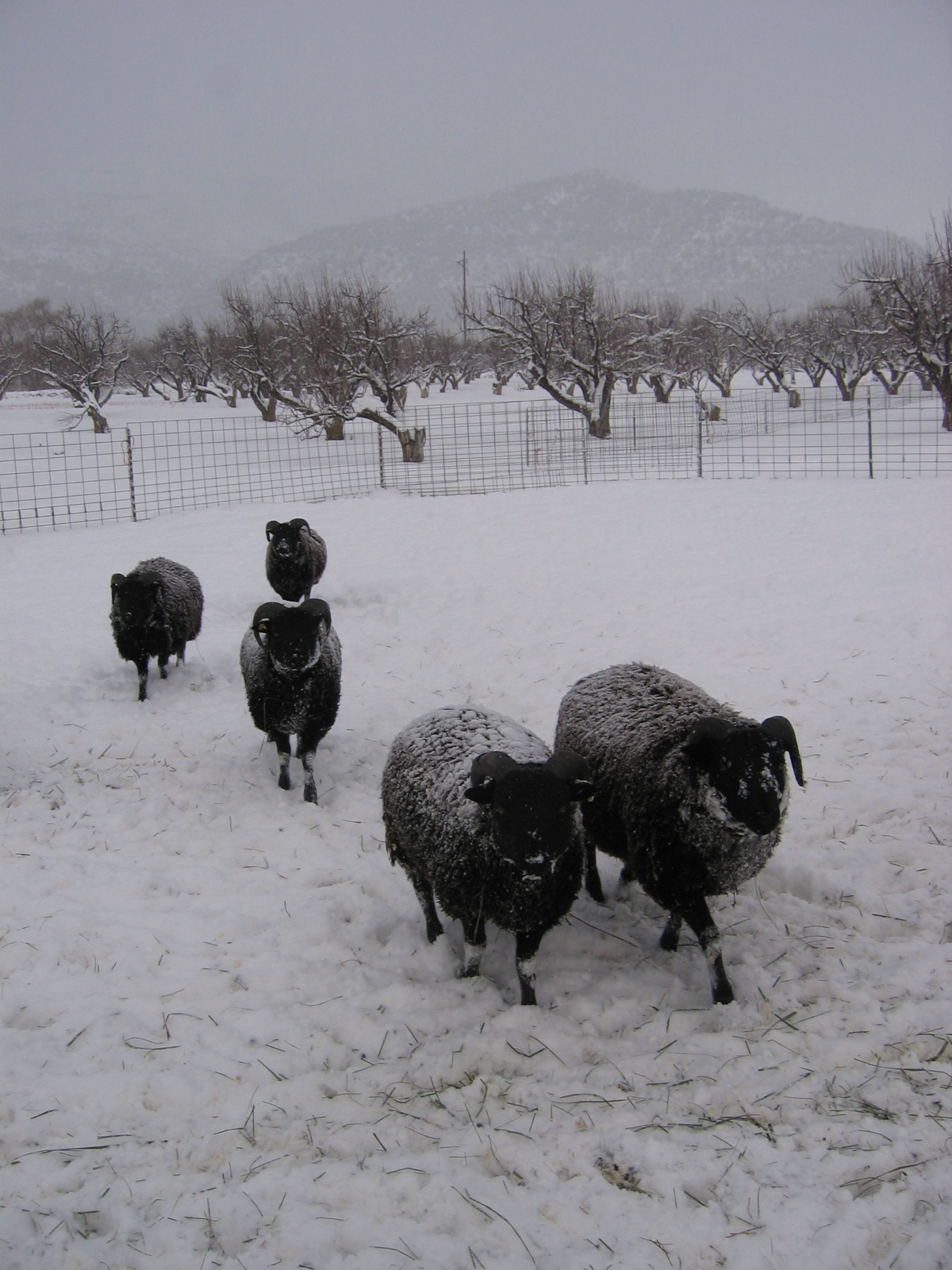 The young rams are enjoying the snow.