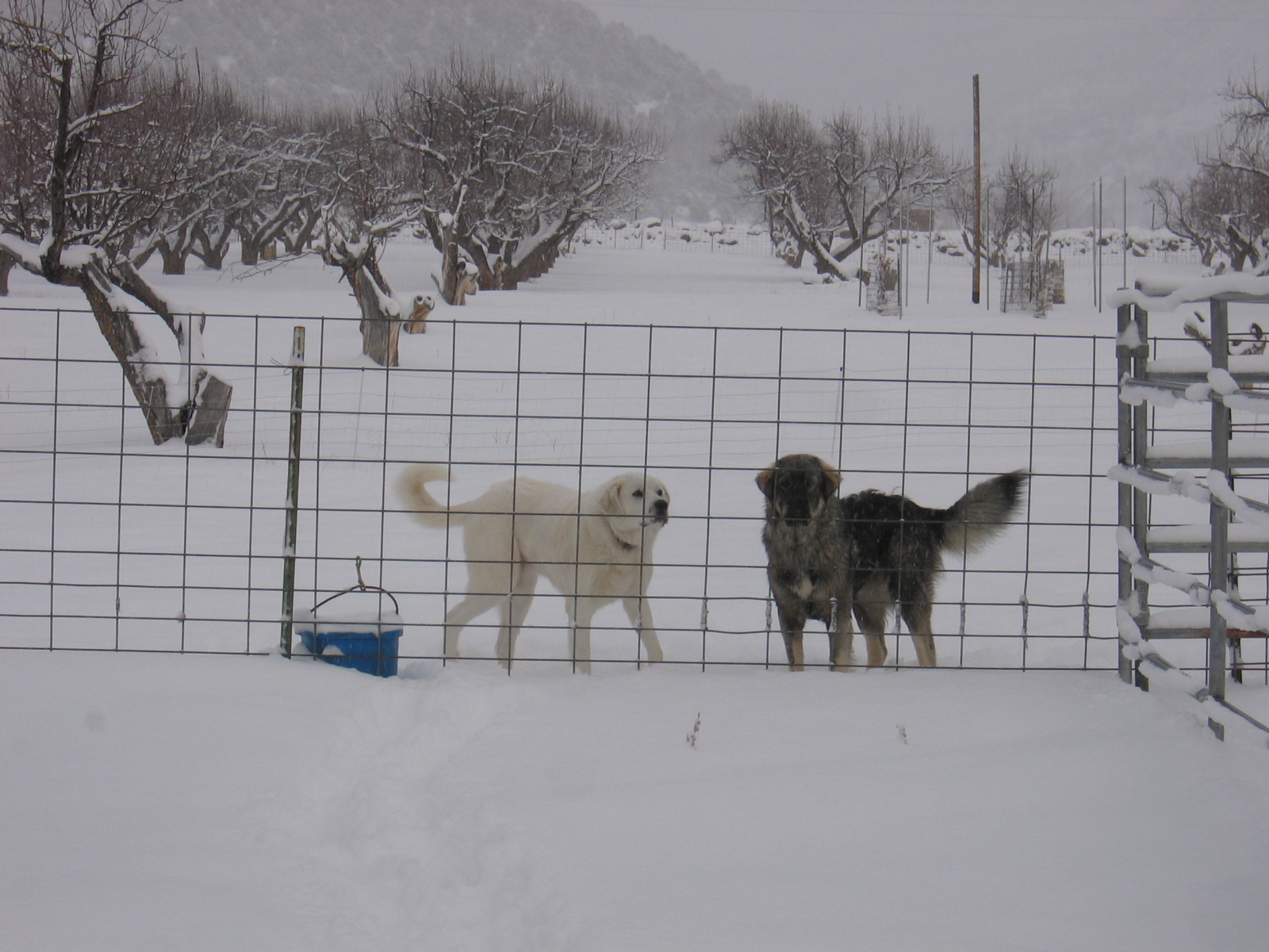 Winnie and Becky are guarding the sheep carefully.
