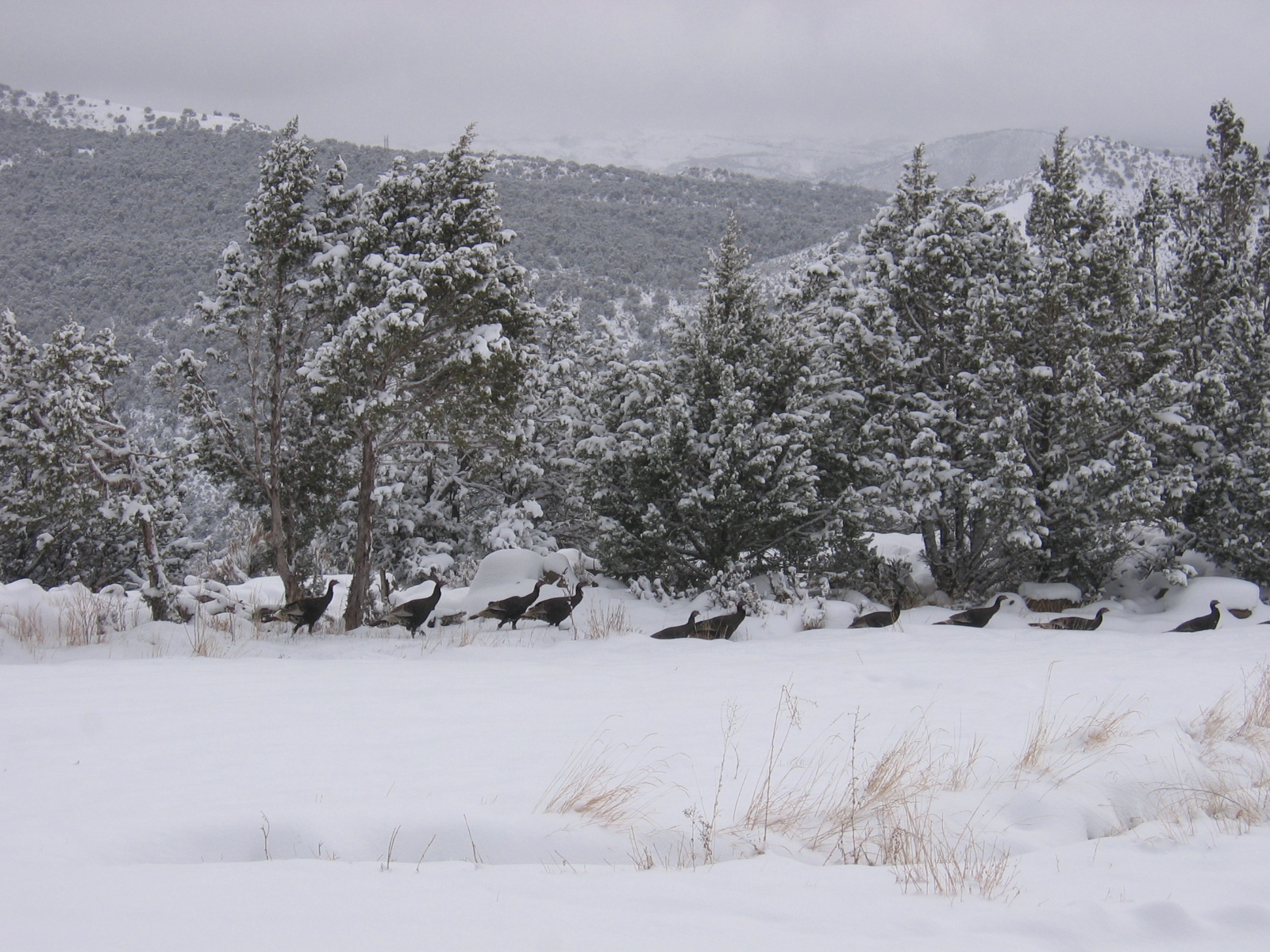 Wild turkeys can be seen passing through the far side of this field.