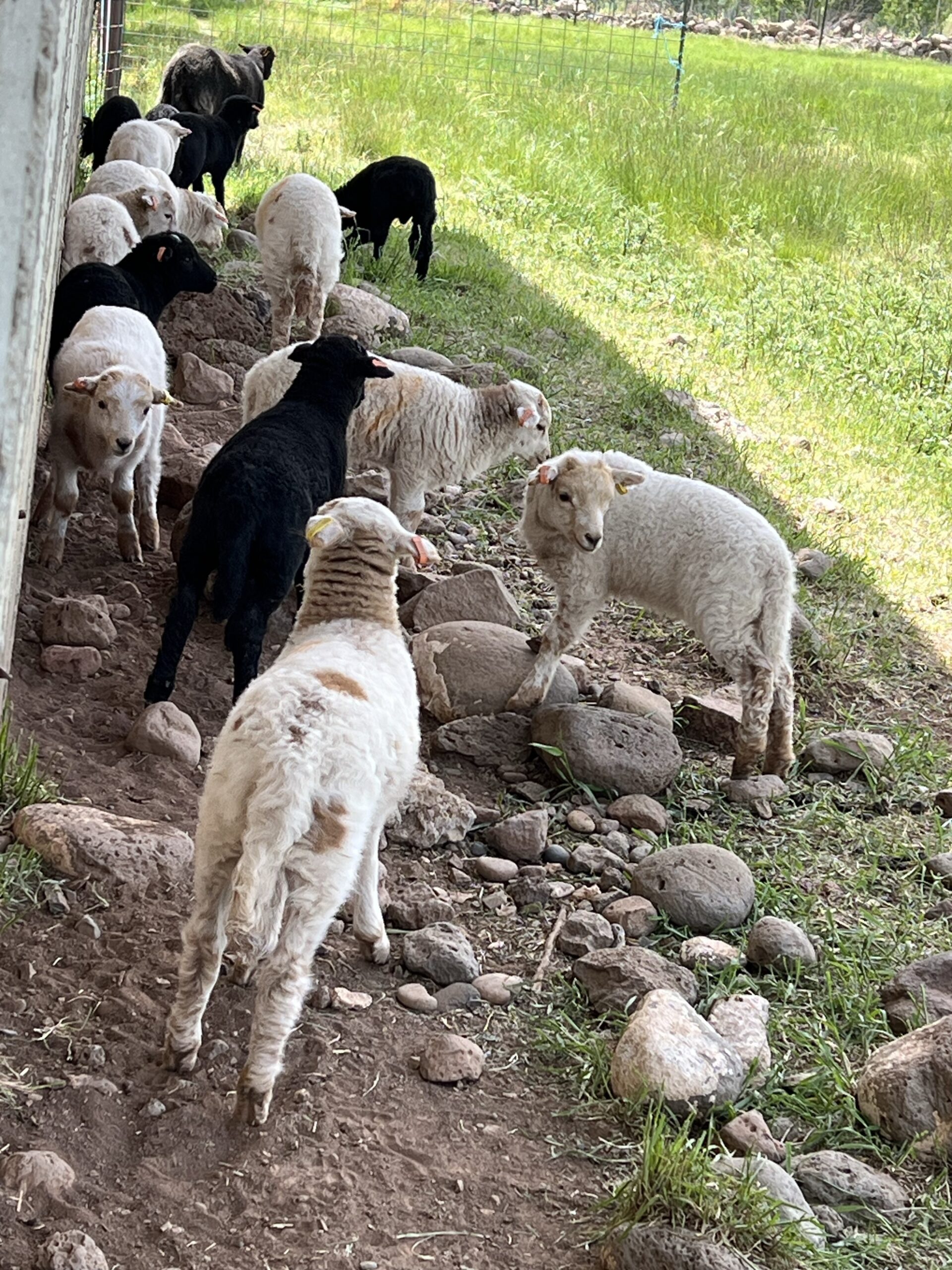 Black and White Welsh Mountain sheep lambs play near some rocks. 