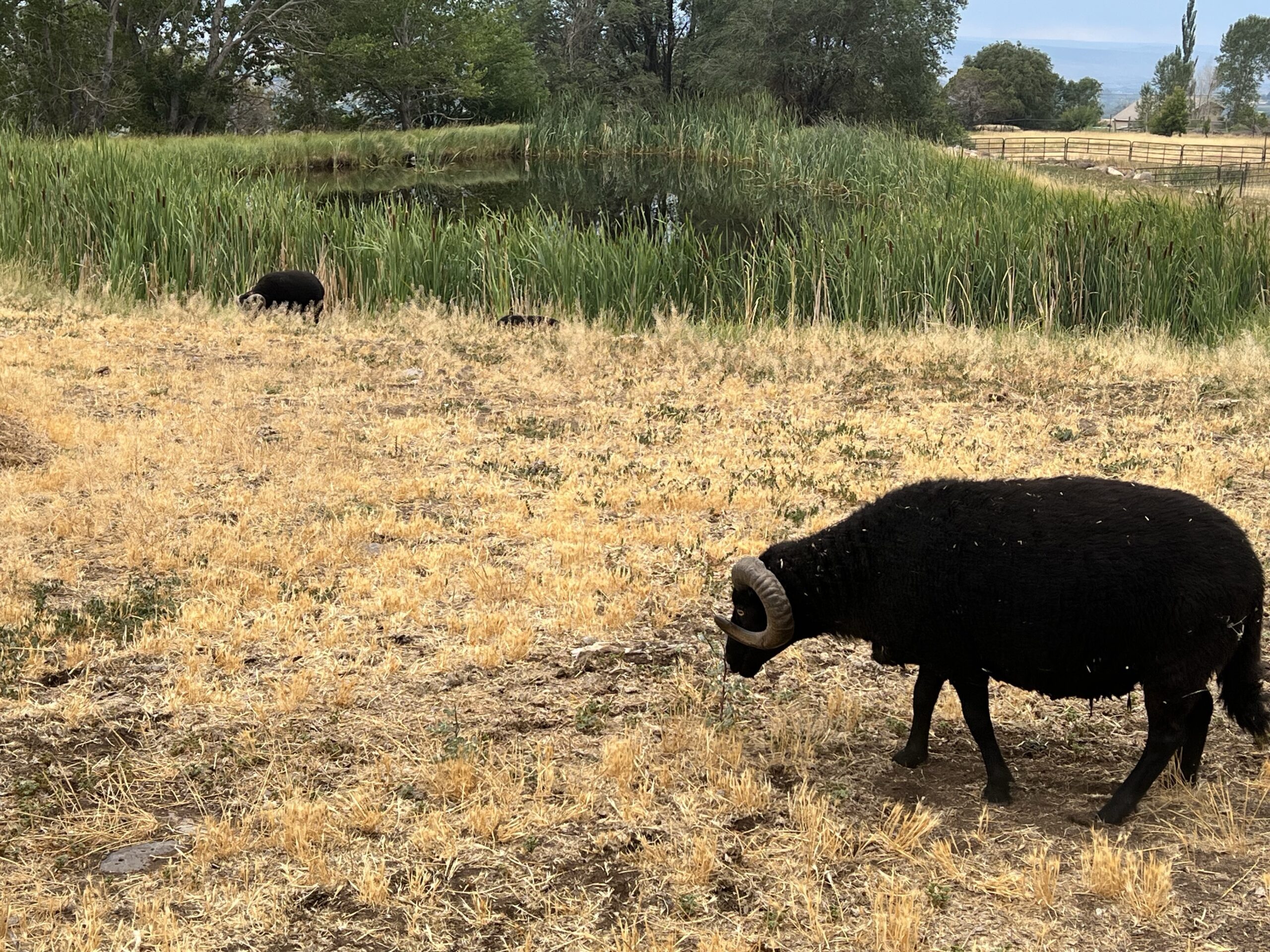 Irrigation Troubles and Moving the Rams