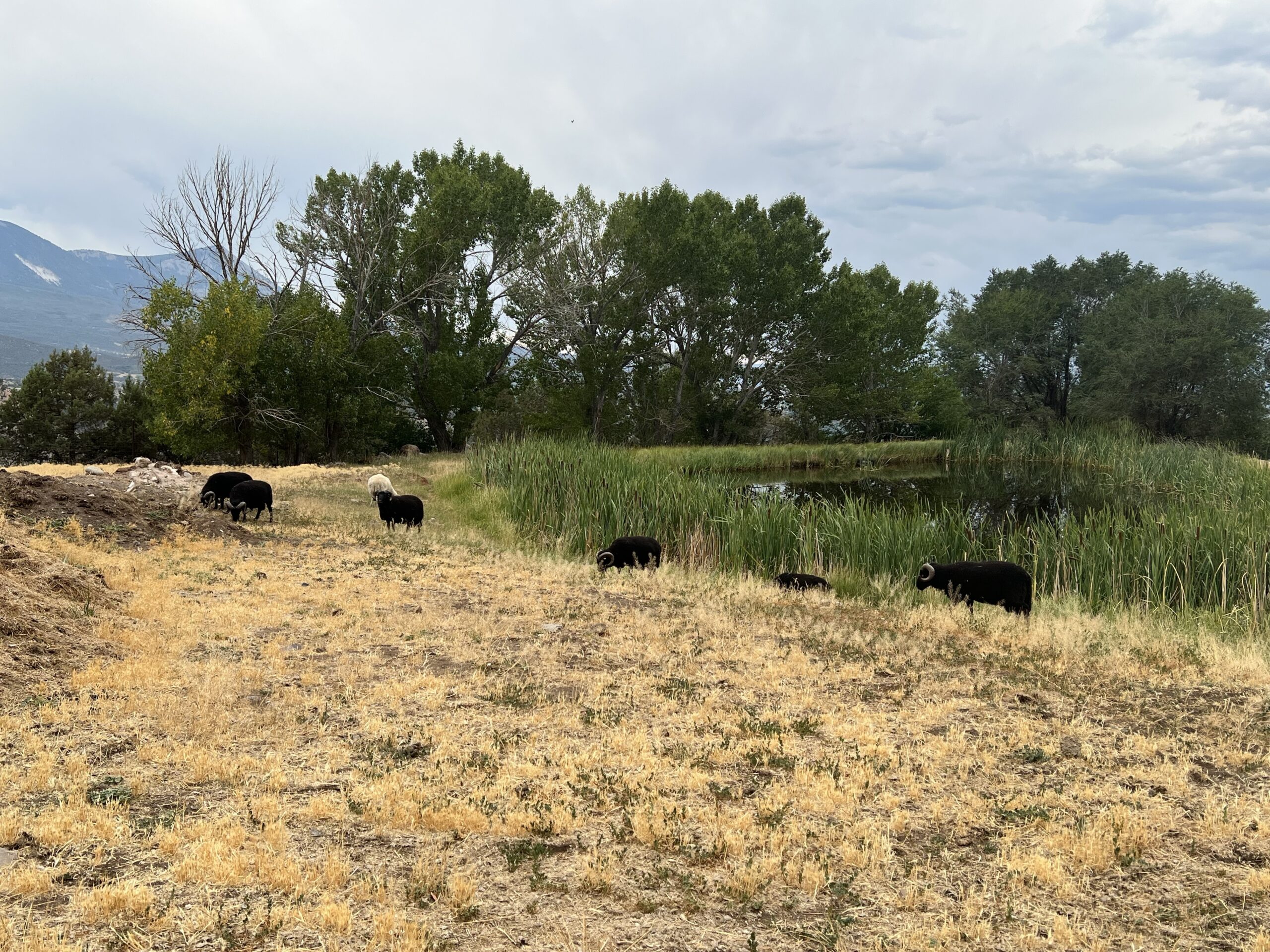 A group of rams skirts a pond ringed by green cattails. 