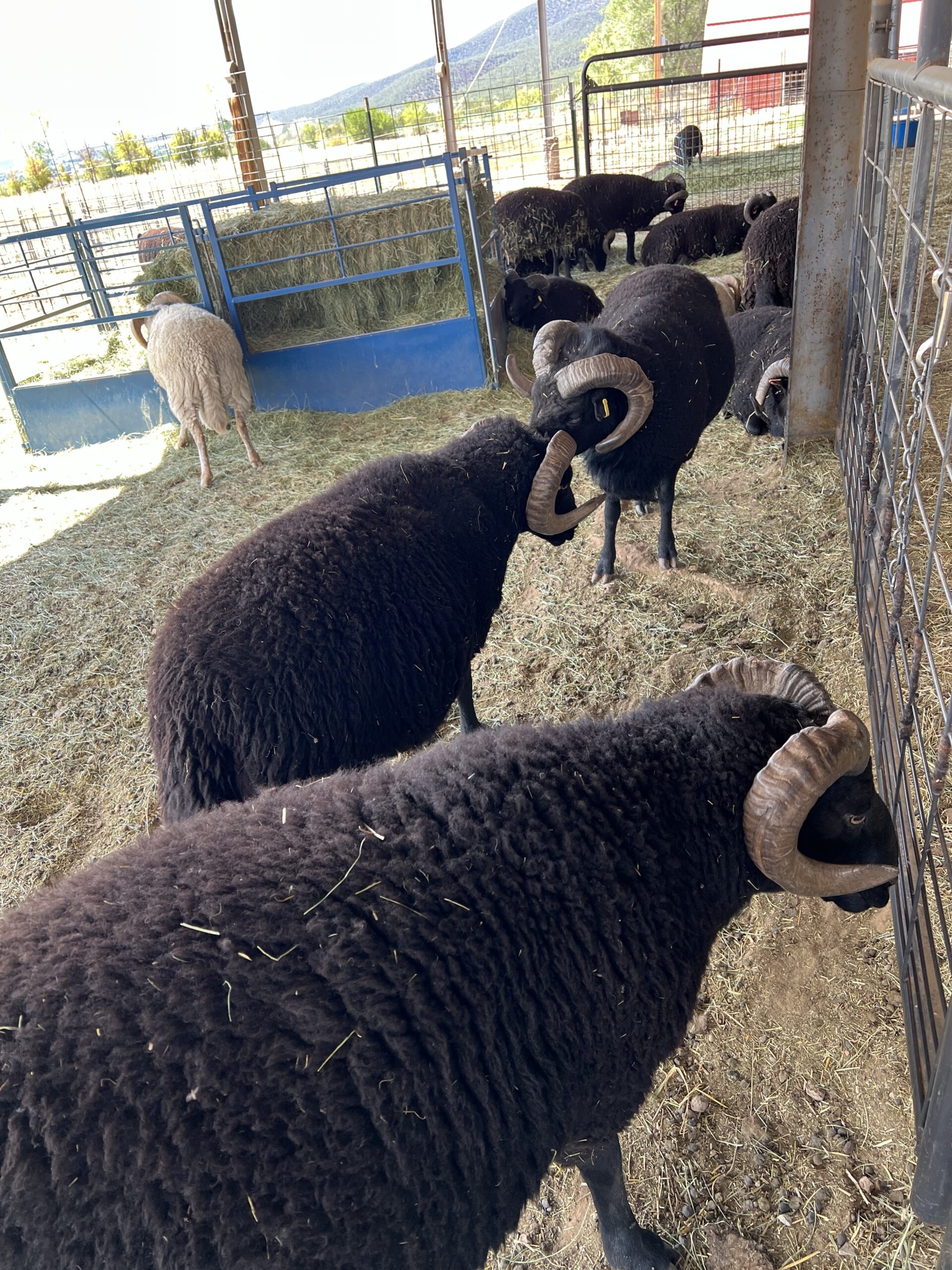 The rams hang out in the shade of their winter corral. 