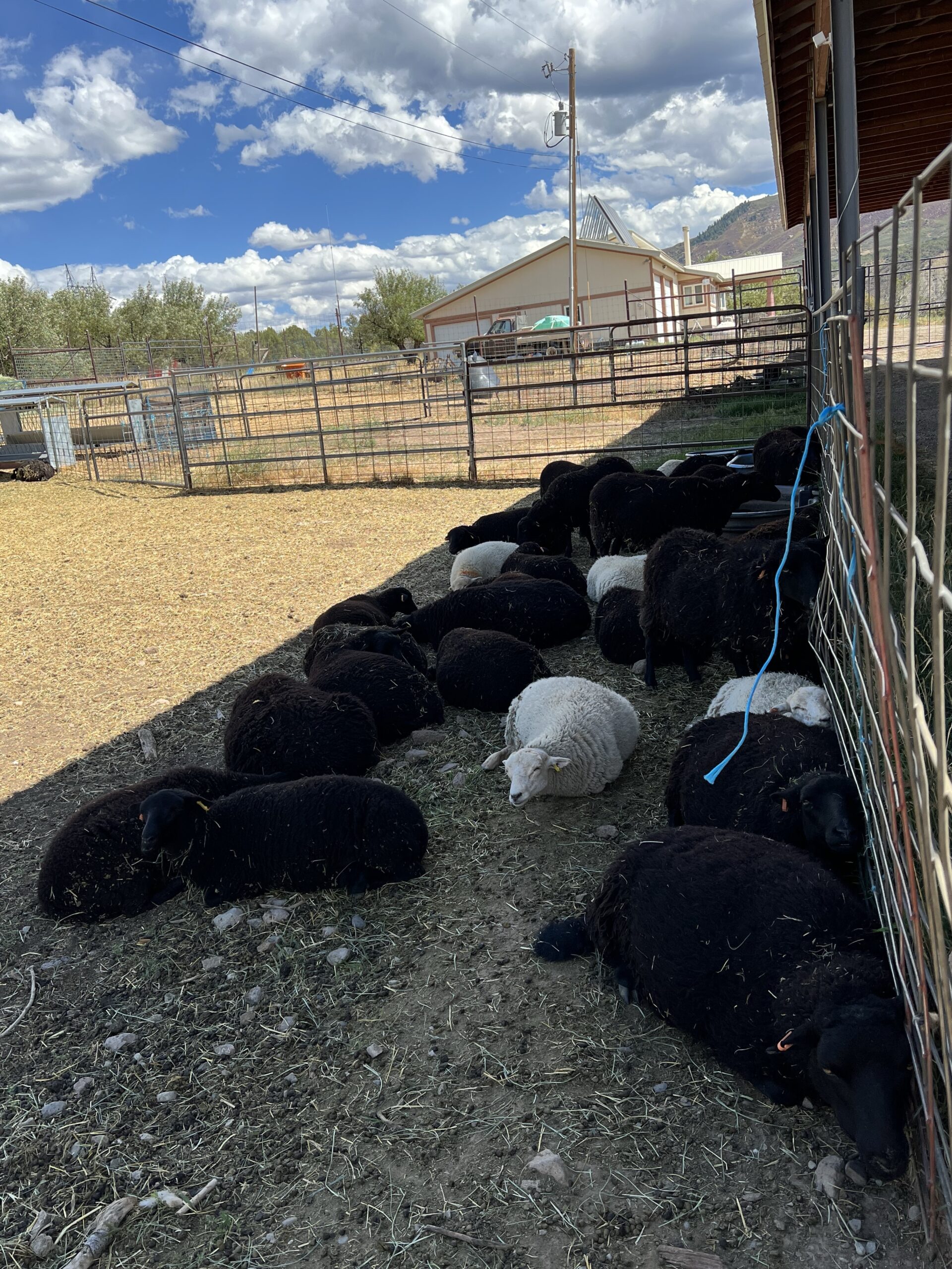 Ewes also hang out in the shade. 