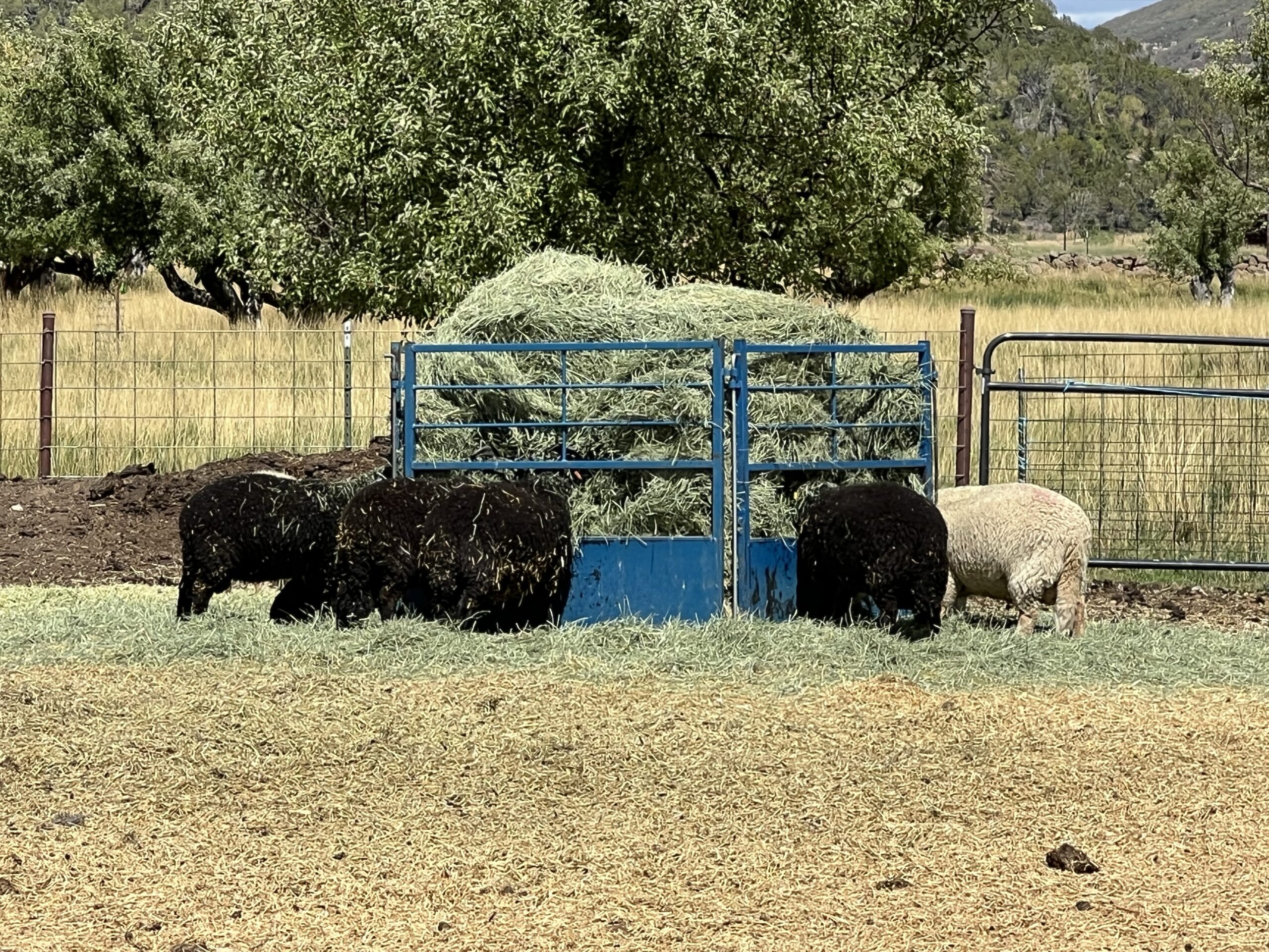 Black and white sheep cluster around a hay feeder. 