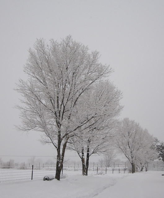 Winter Soft