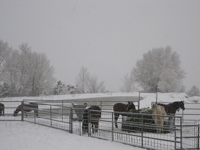 Horse Horizon