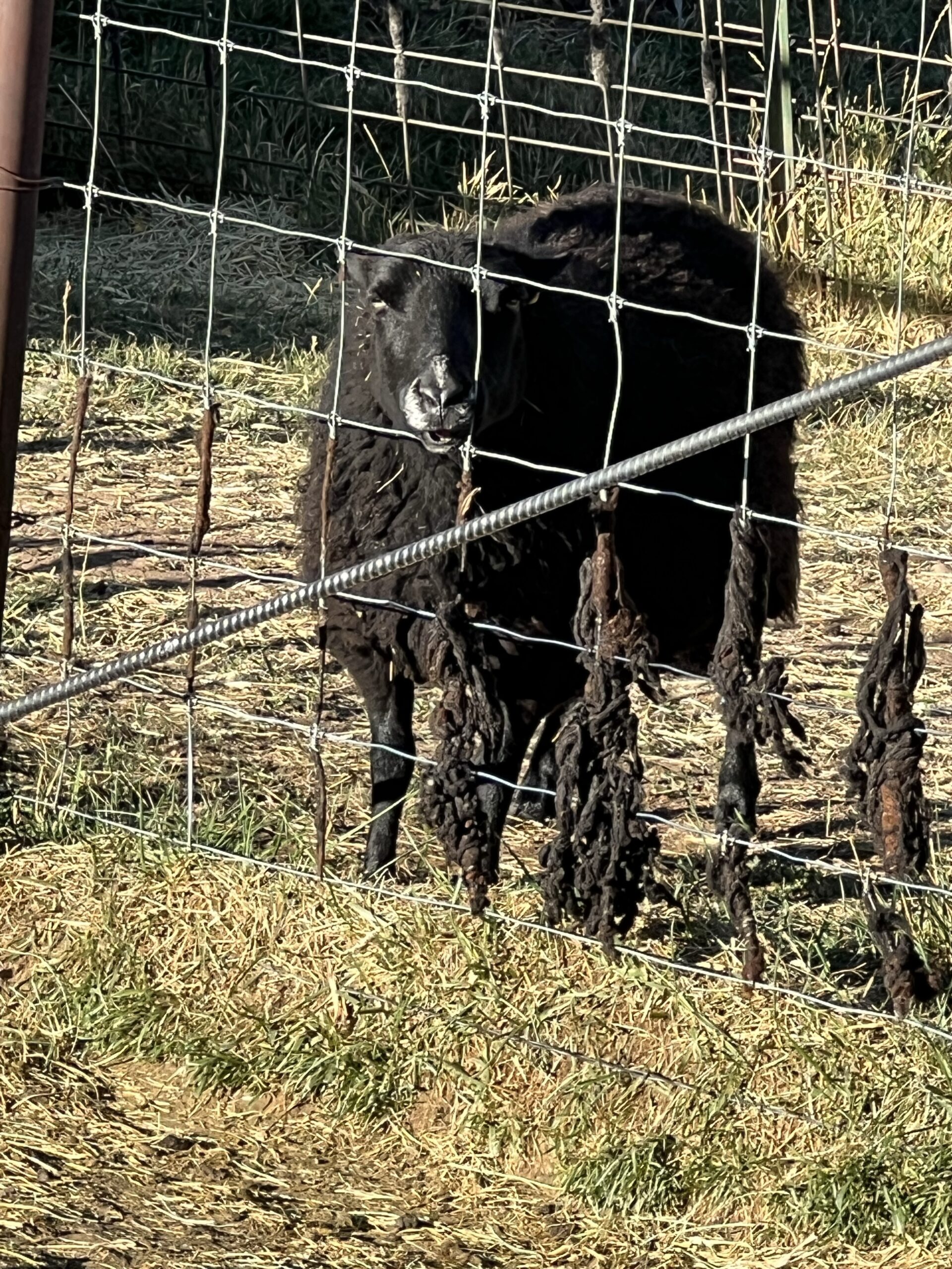 Barley the ewe sticks her nose through the fence and begs for more food.