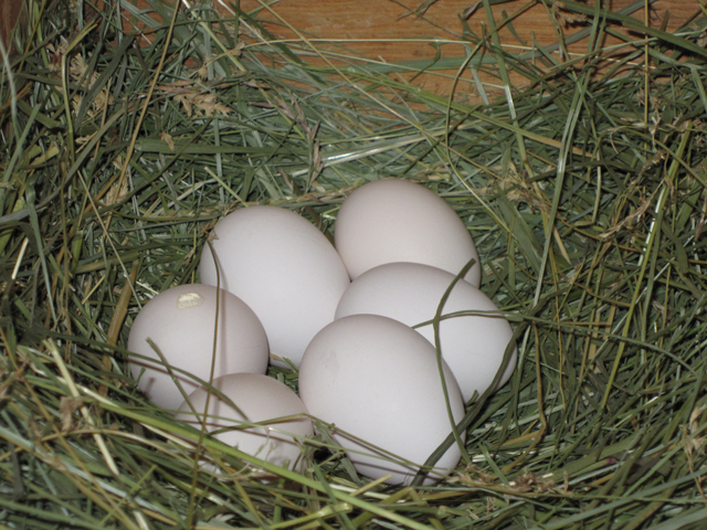 Winter Eggs