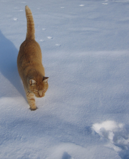 An orange cat walks through fresh snow.