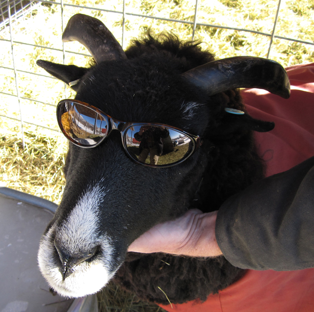 Agent 90: Secret Agent Sheep