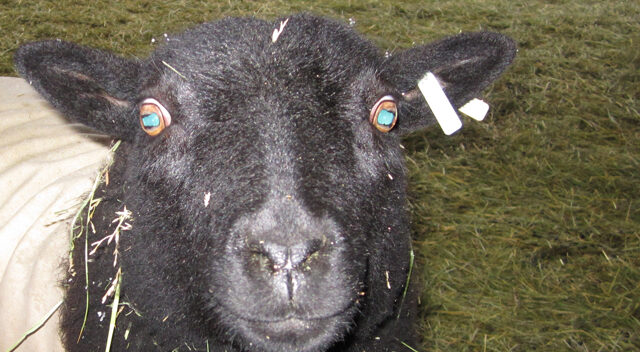 Baa Baa Black Sheep