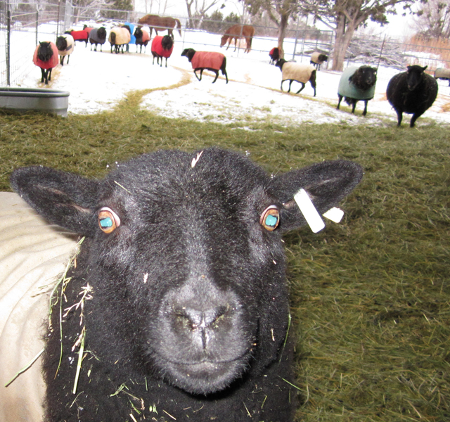 A headshot of a blanketed black sheep, with several others walking in the background.