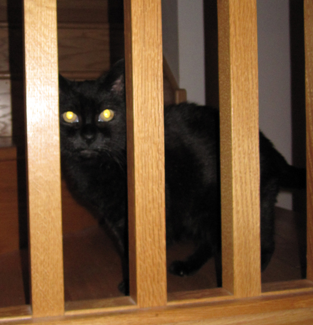 Shadow Cat, Framed