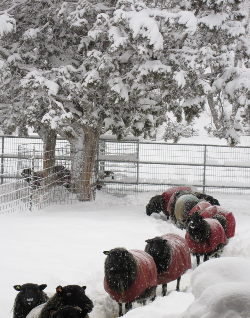 A photo of jacketed Black Welsh Mountain sheep walking in a line. 