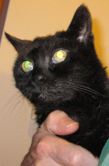 A headshot of a black cat.