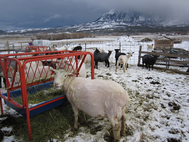 Shorn Sheep in Snow