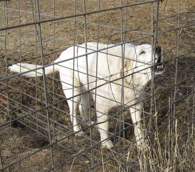Winnie the livestock guardian dog protects her sheep from inside a welded wire fence. 