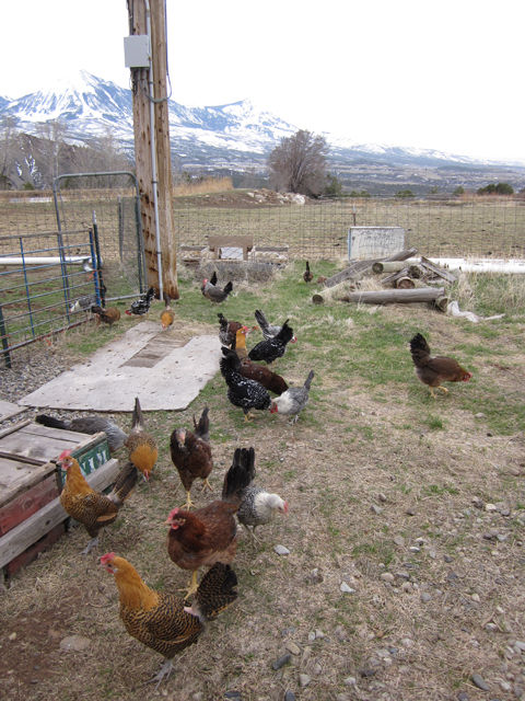 A flock of colorful chickens forages happily for food.
