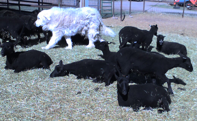 Simple Gear – Treo Photo