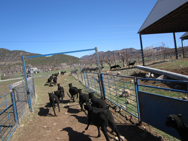 Ewe yearlings run down a chute and out to pasture. 