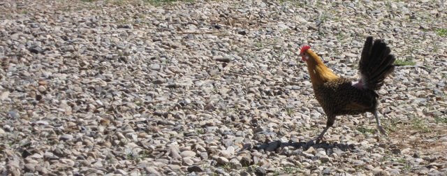 Chasing Chickens