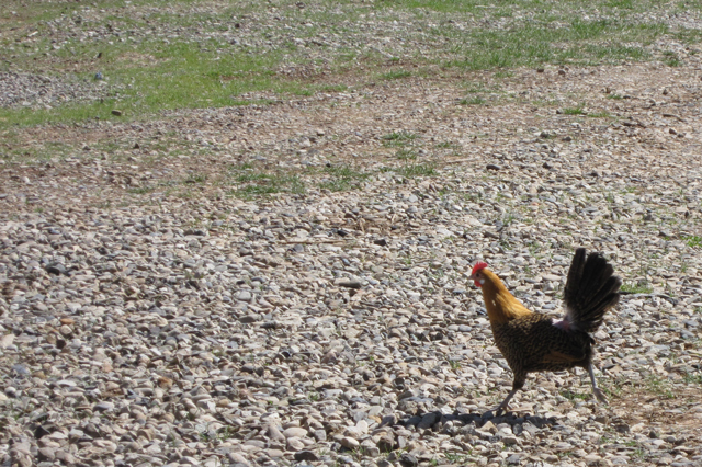 A single hen runs across a gravel road.