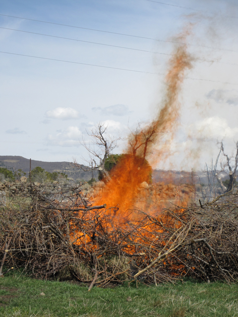 A blazing fire burns down a pile of brush. 