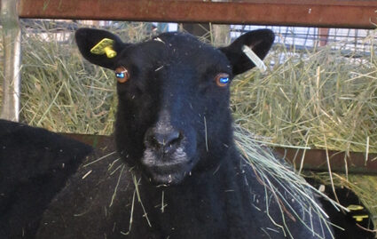 No Lambs Yet!
