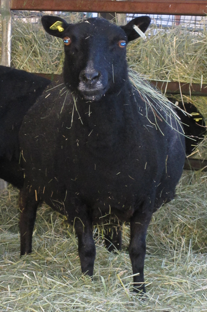 Desert Weyr Betrix, a very round ewe, viewed from the front. 