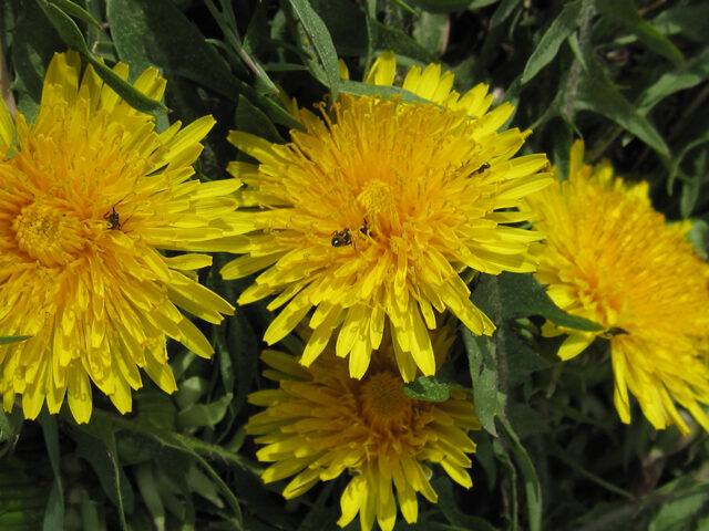 Spring Dandelions