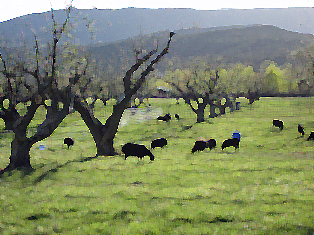 Abstract Sheep