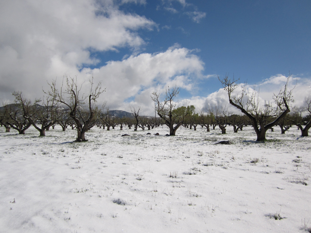 A photo of an apple orchard covered in snow. 