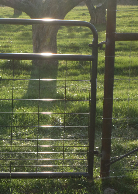 A close-up photo of a metal gate. 