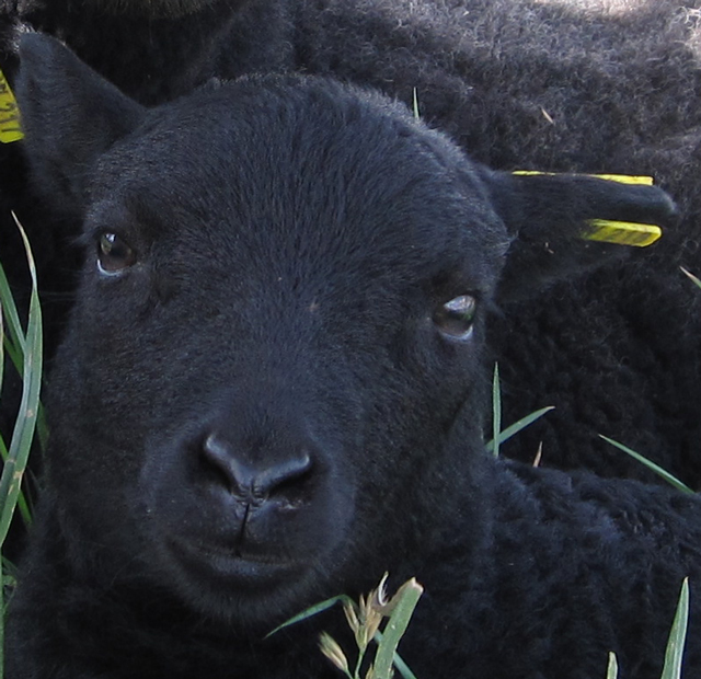 Black Sheep of the Family