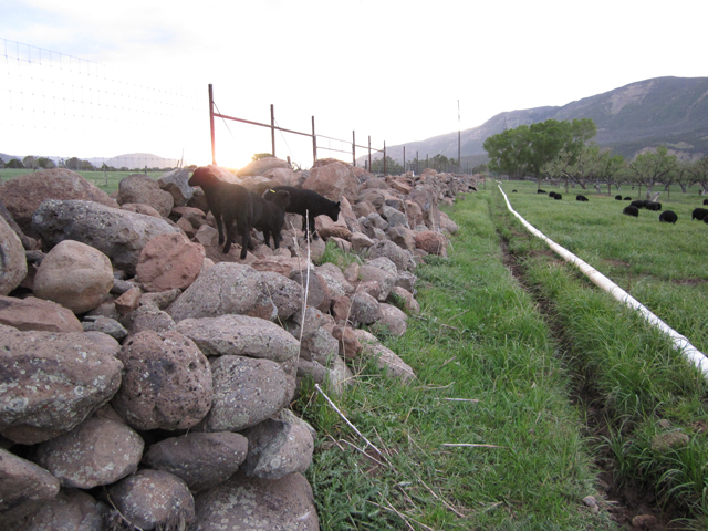 Lambscape, Continued