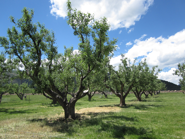 An orchard full of tall, sprawling apple trees. 