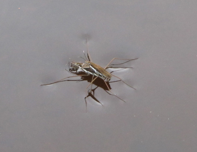 Pair of Water Striders